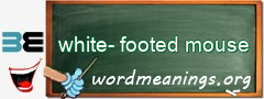 WordMeaning blackboard for white-footed mouse